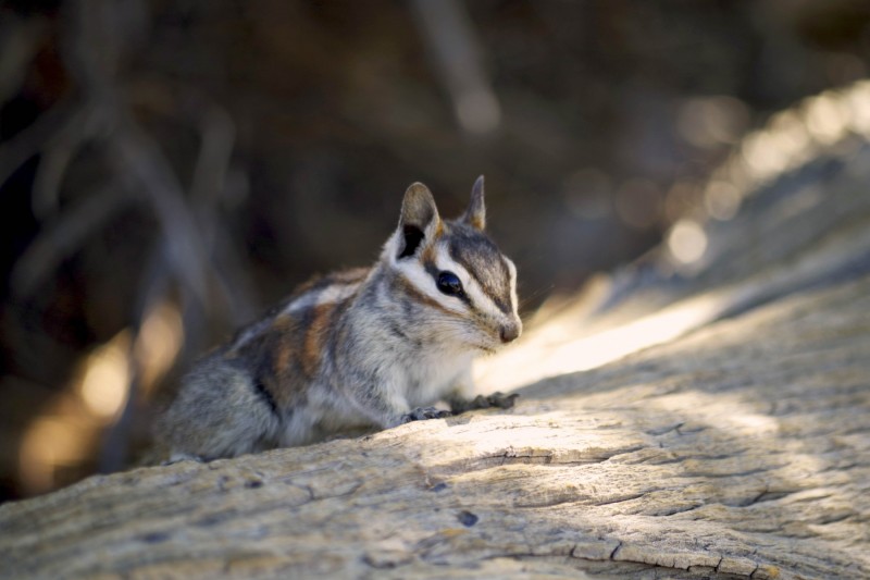Chipmonk
