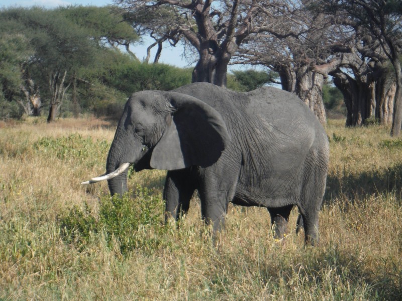 Kenya Elephant