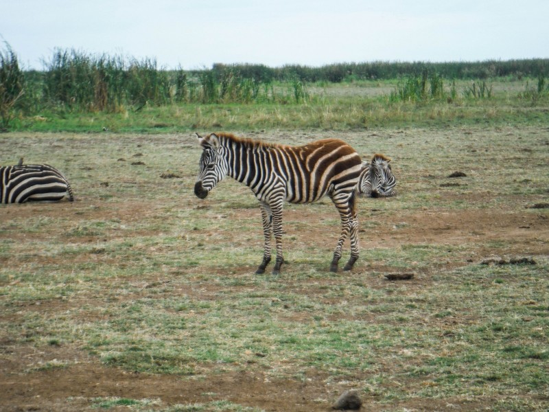 Kenya Zebra