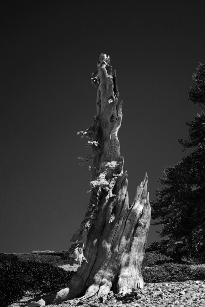 Dead-Tree