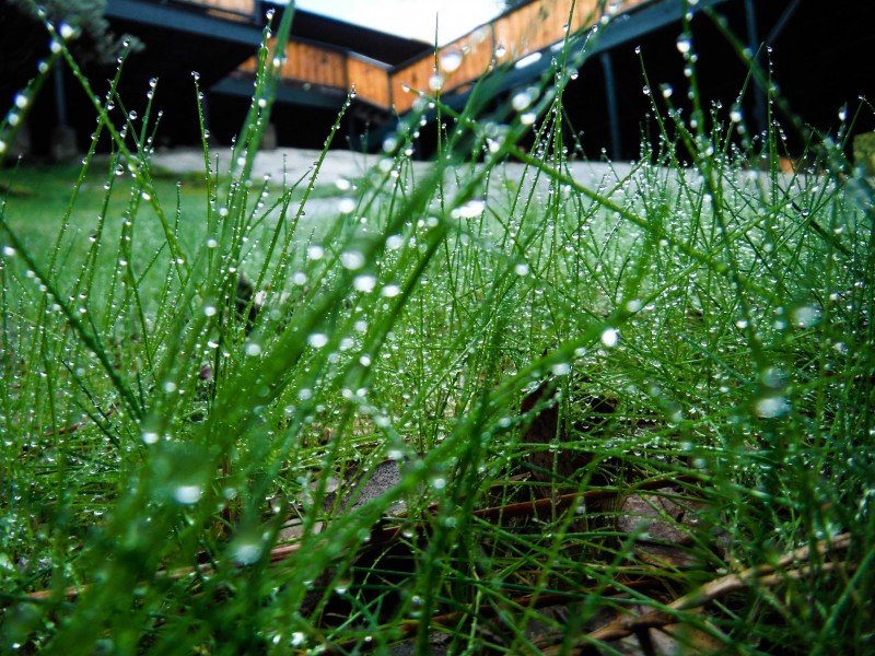 Grass