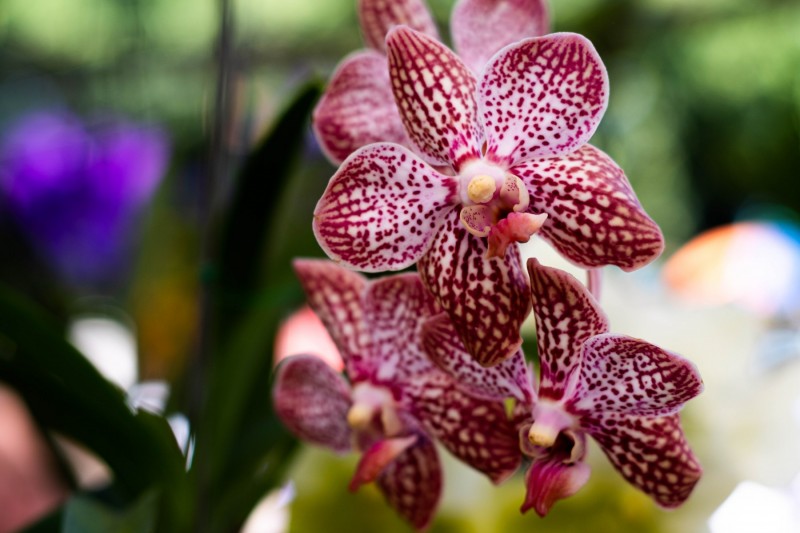 Thailand Flowers