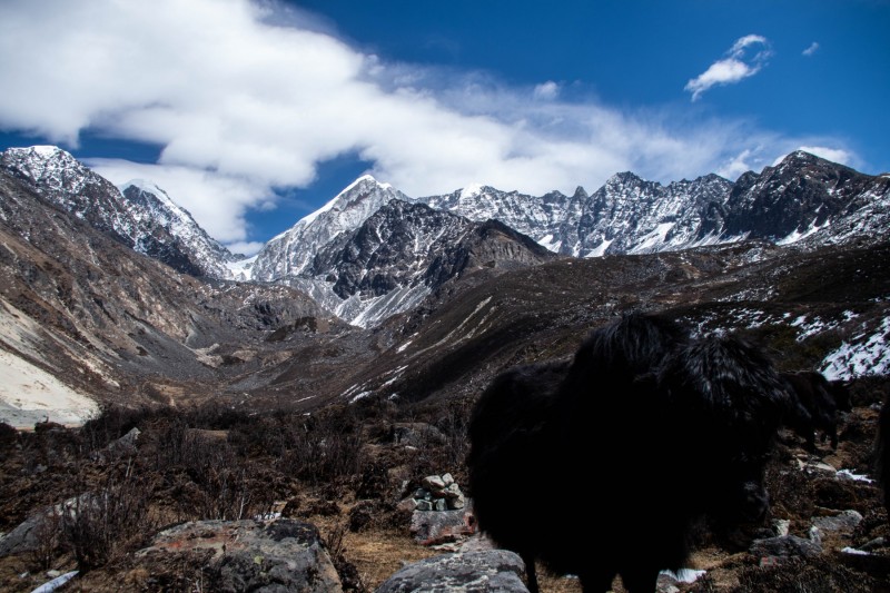 Yak