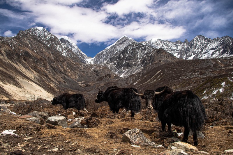 Sichuan Yaks