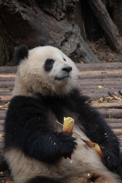 Chengdu Panda