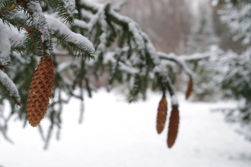 Snowy Pinecones
