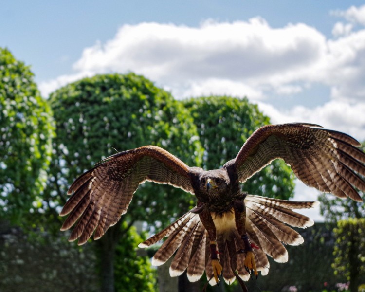 Red Tailed Hawk