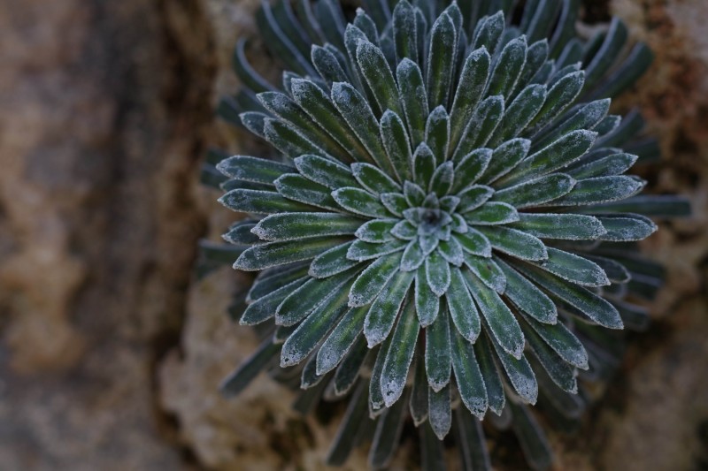 Succulent 1