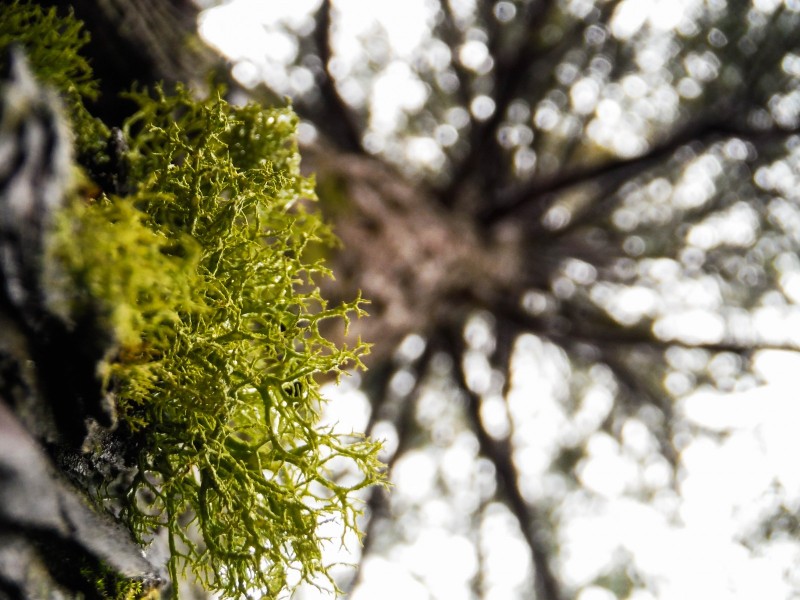 Moss-on-tree
