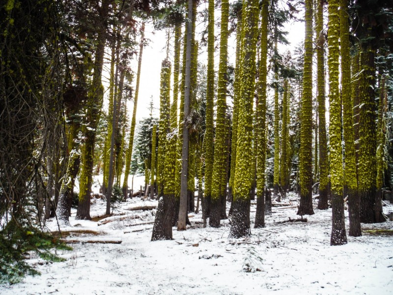 Tree-moss-and-snow